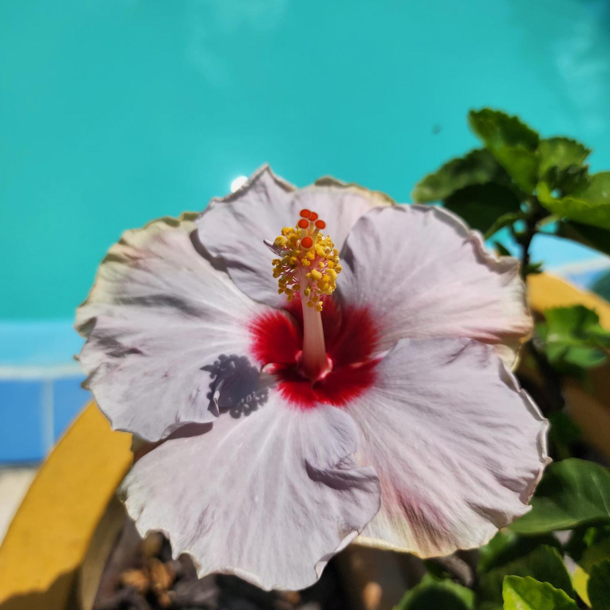 Mandala Dreams Pousada E Portal Holistico Maceio  Ngoại thất bức ảnh