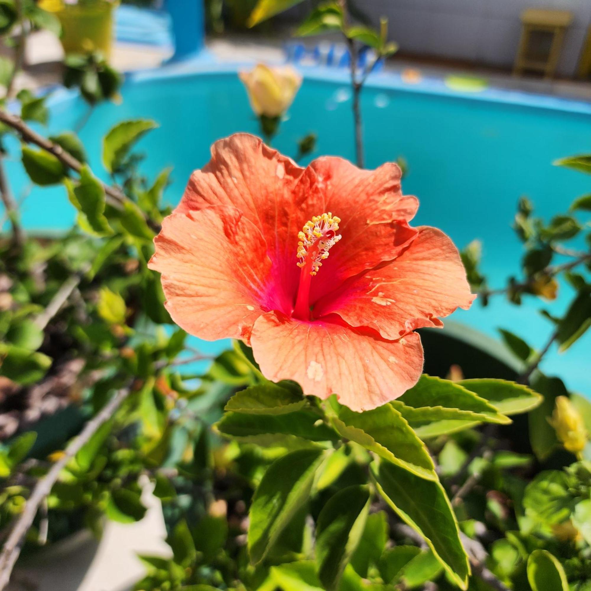 Mandala Dreams Pousada E Portal Holistico Maceio  Ngoại thất bức ảnh